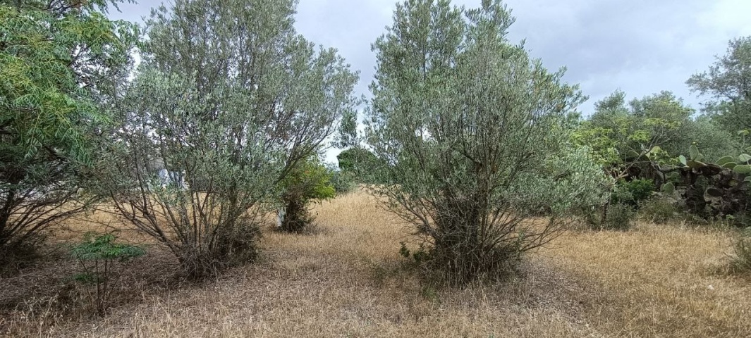 0 , 0 ,0,Terreno agricolo,In vendita,0,1010