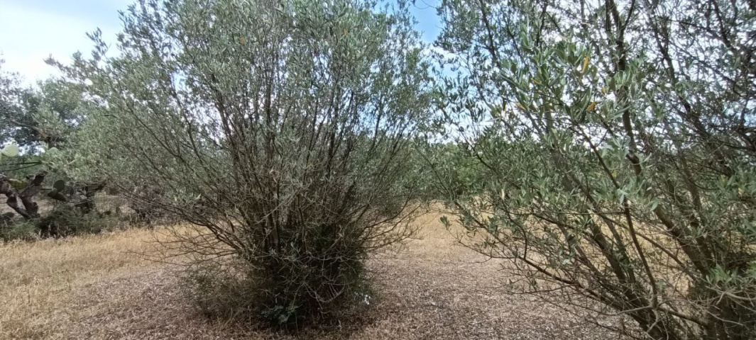 0 , 0 ,0,Terreno agricolo,In vendita,0,1010