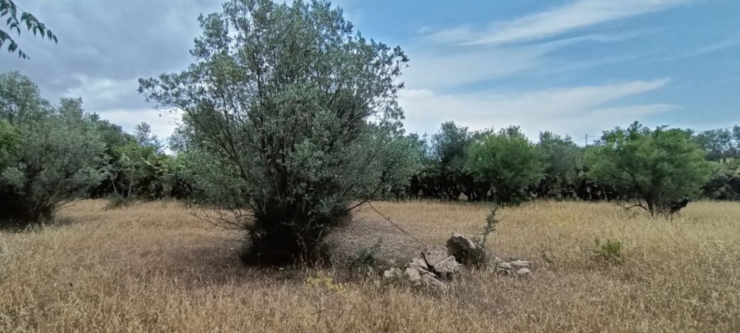 0 , 0 ,0,Terreno agricolo,In vendita,0,1010