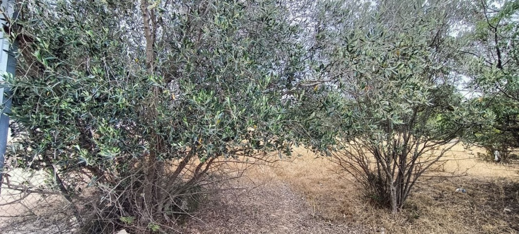 0 , 0 ,0,Terreno agricolo,In vendita,0,1010